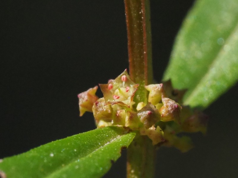 Monarch Redstem photo 5