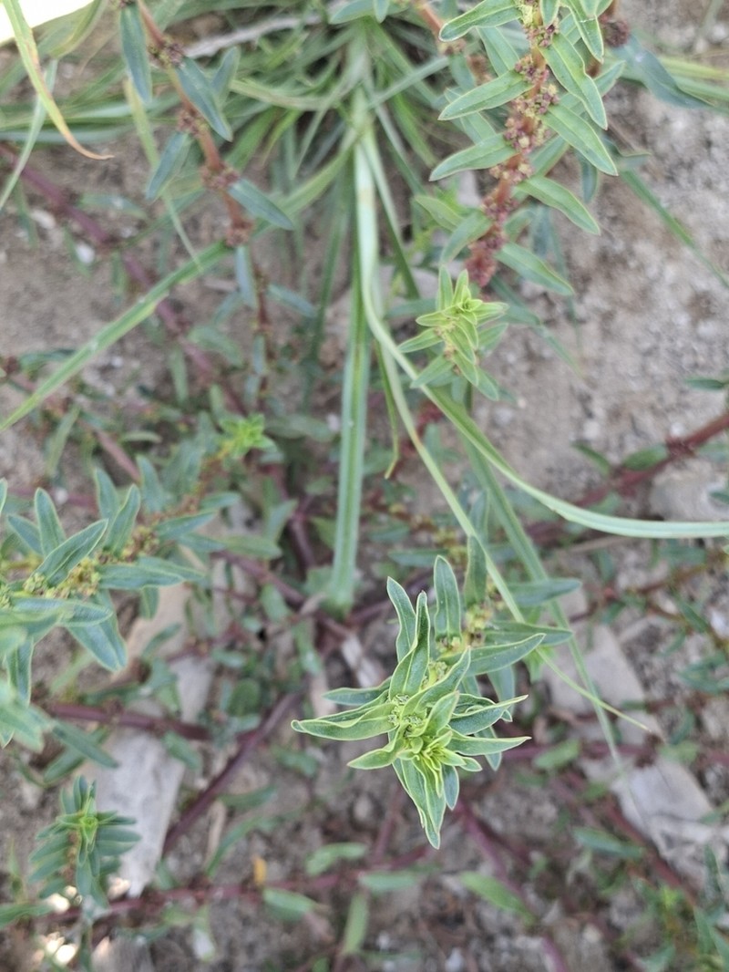 Monarch Redstem photo 8