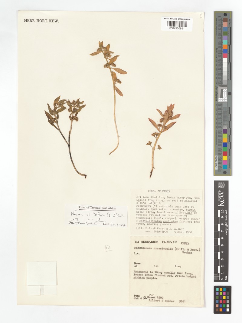 Ammannia capitellata subsp. capitellata