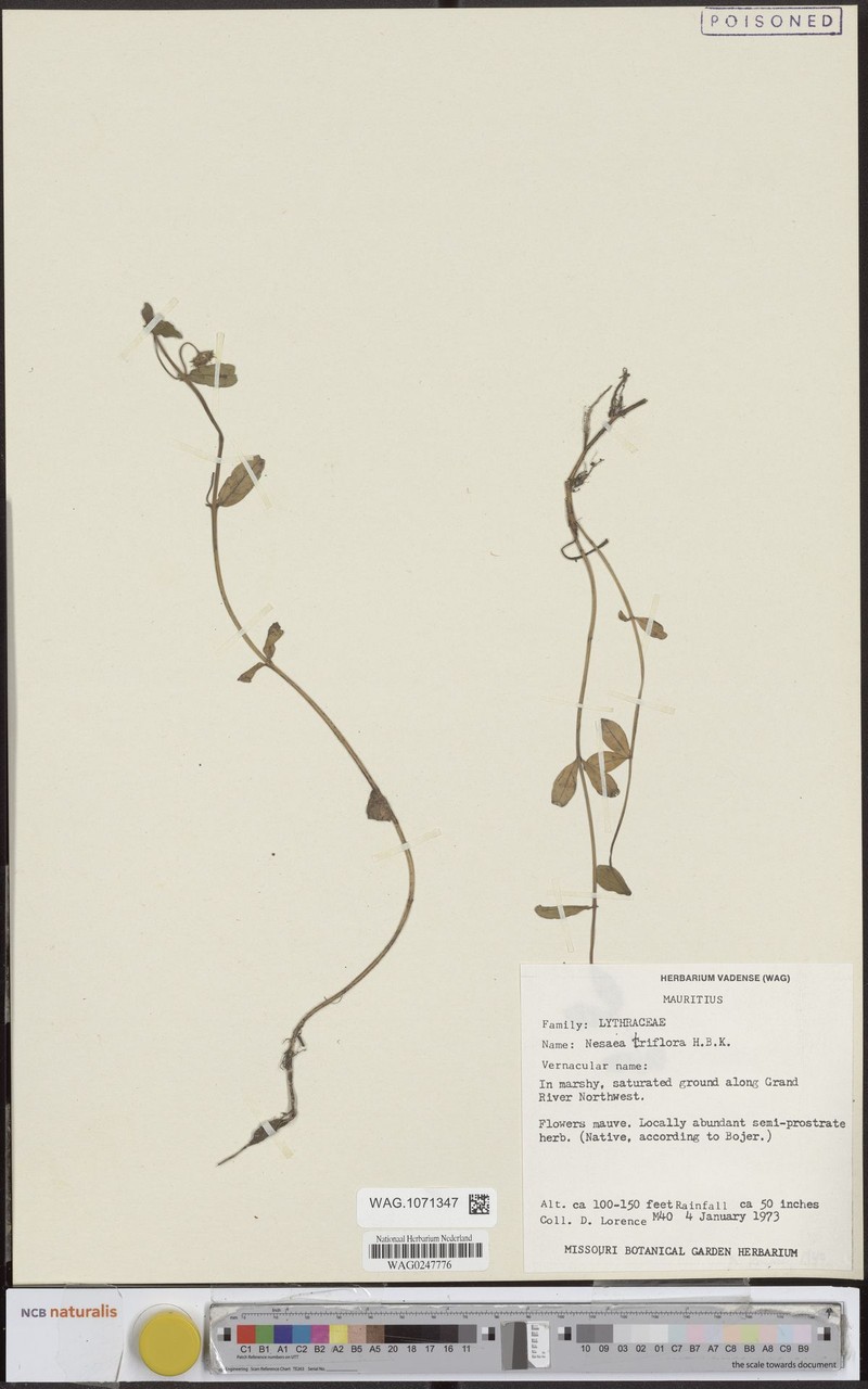 Ammannia capitellata subsp. capitellata photo 2
