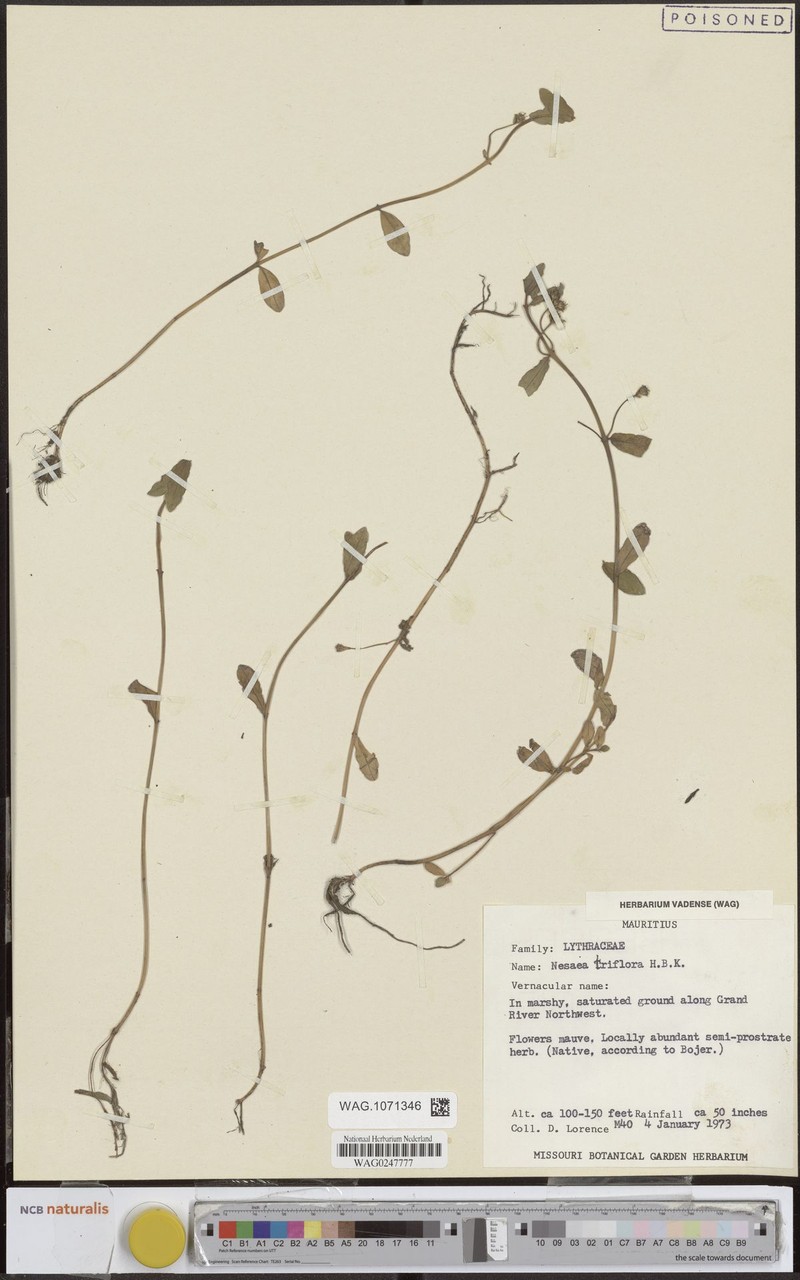 Ammannia capitellata subsp. capitellata photo 3