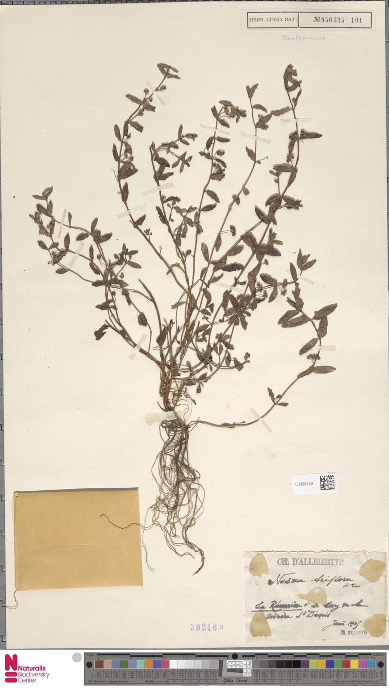 Ammannia capitellata subsp. capitellata photo 4