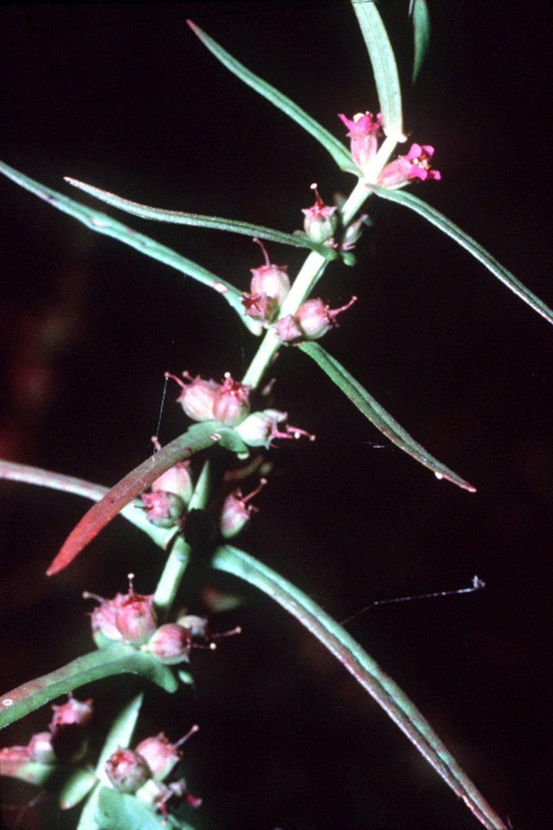 Valley Redstem