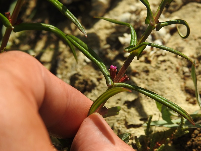 Valley Redstem photo 3