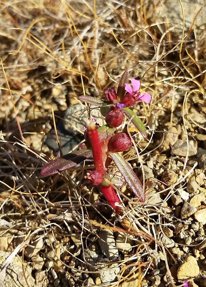Valley Redstem photo 4
