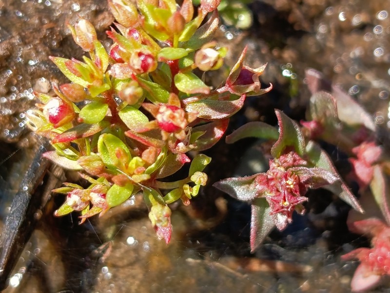 Ammannia cordata