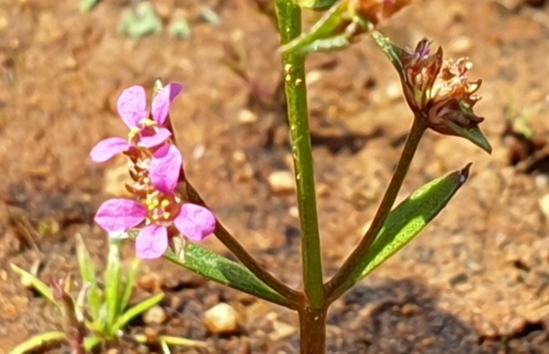 Ammannia cordata photo 2
