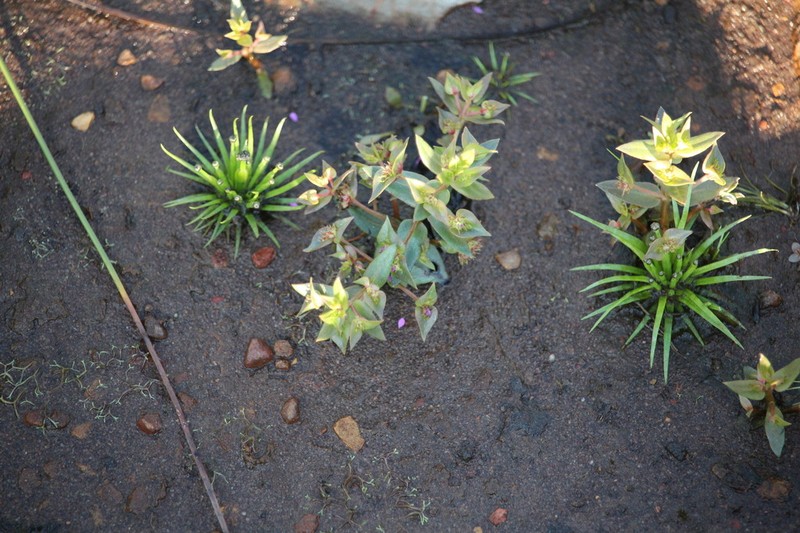 Ammannia cordata photo 4