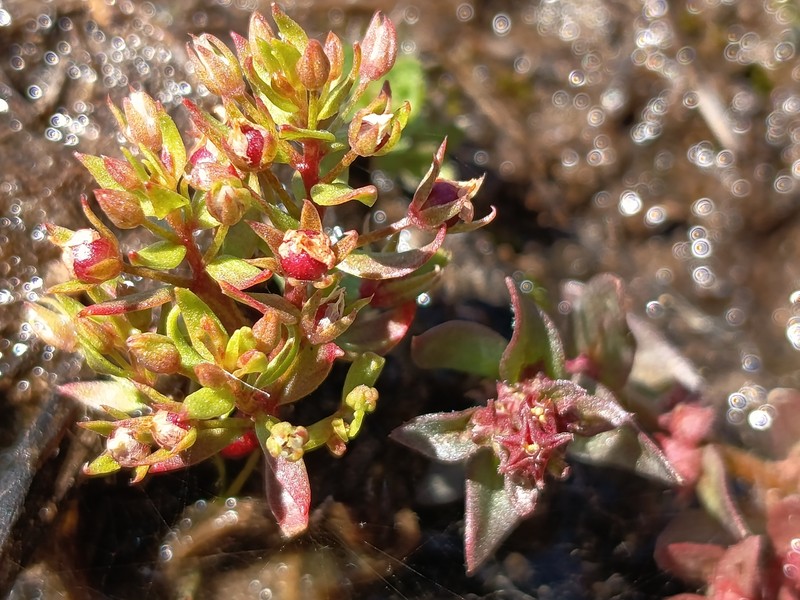 Ammannia cordata photo 5