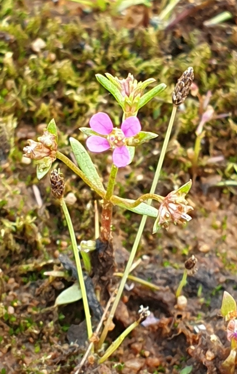 Ammannia cordata photo 6