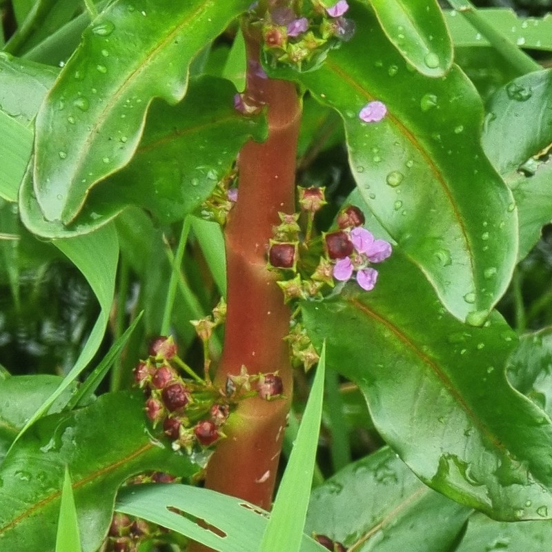 Ammannia crassicaulis