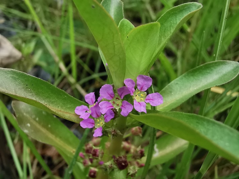 Ammannia crassicaulis photo 2