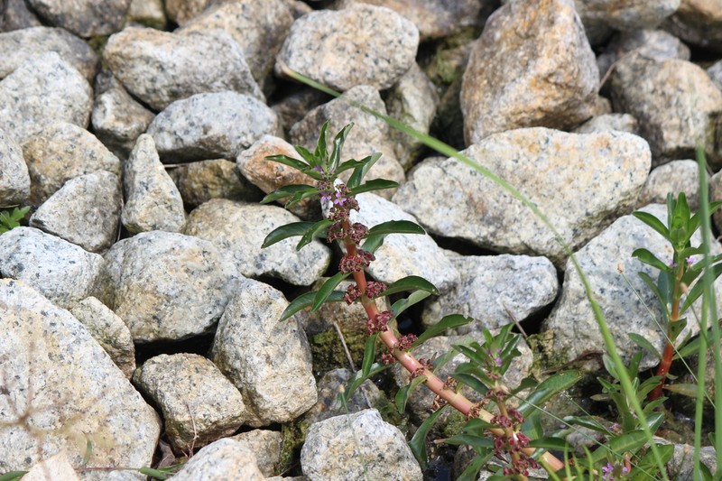 Ammannia crassicaulis photo 3