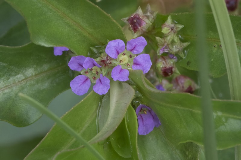 Ammannia crassicaulis photo 4