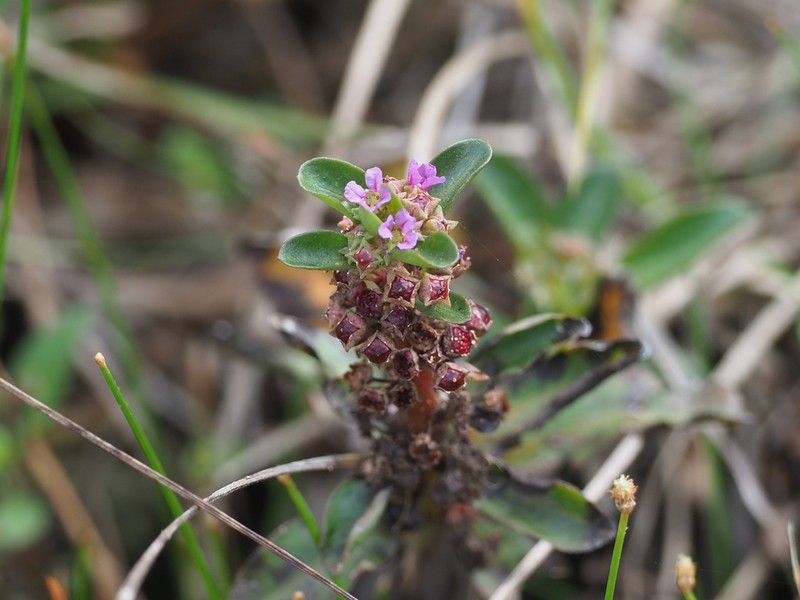 Ammannia crassicaulis photo 5