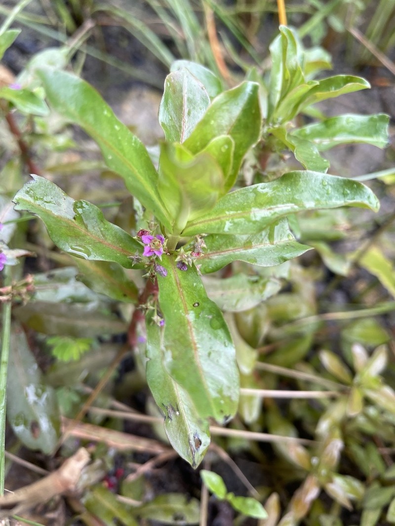 Ammannia crassicaulis photo 6
