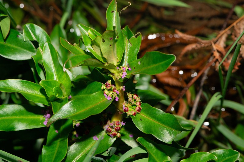Ammannia crassicaulis photo 8