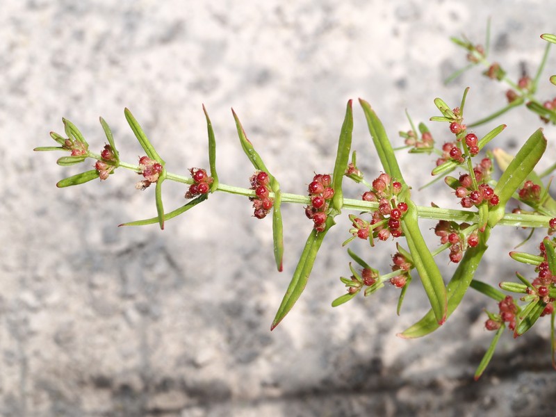 Ammannia debilis photo 2