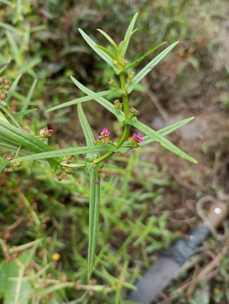 Ammannia debilis photo 3