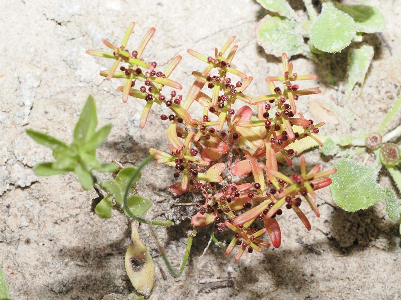 Ammannia debilis photo 4