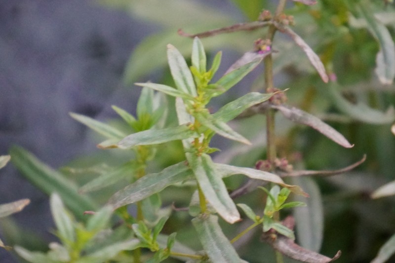 Ammannia debilis photo 6