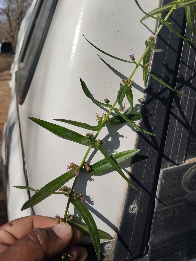 Ammannia debilis photo 7