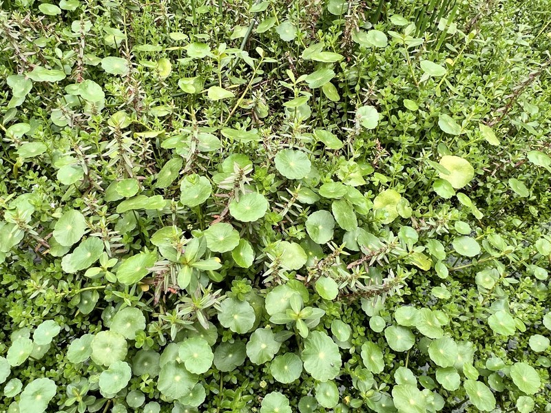 Ammannia debilis photo 8