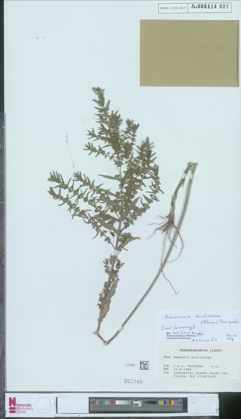 Ammannia dichotoma