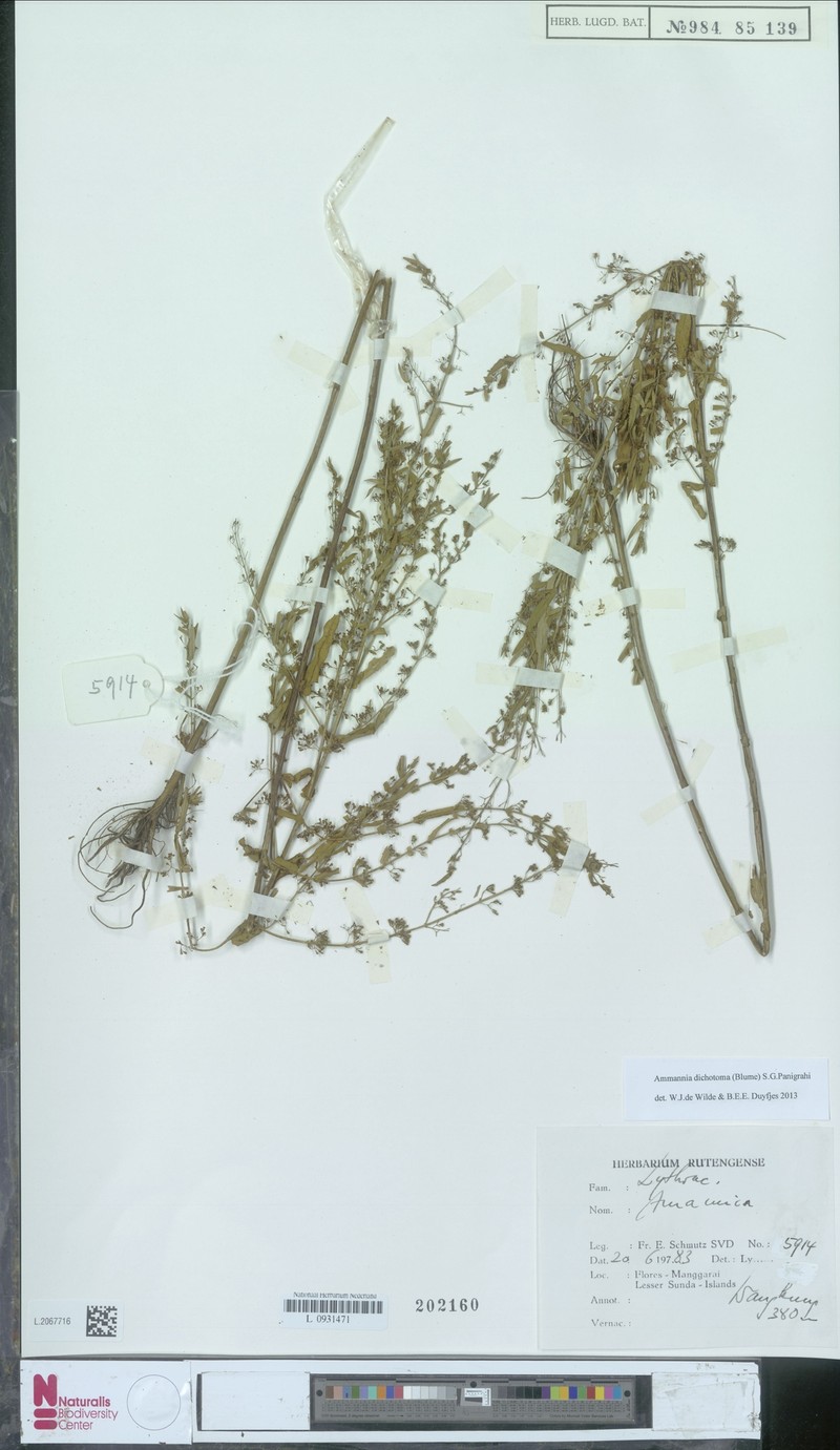 Ammannia dichotoma photo 2