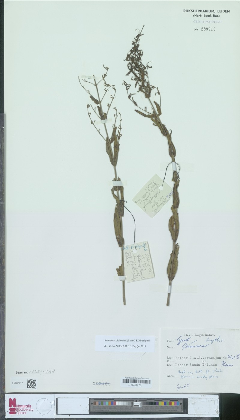 Ammannia dichotoma photo 3