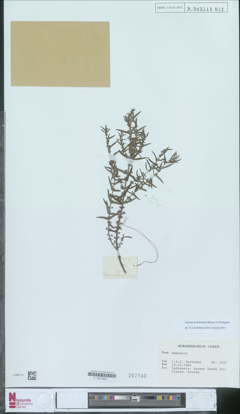 Ammannia dichotoma photo 4