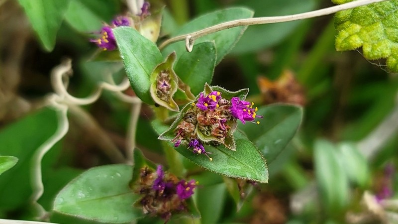 Ammannia erecta