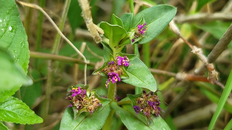 Ammannia erecta photo 4
