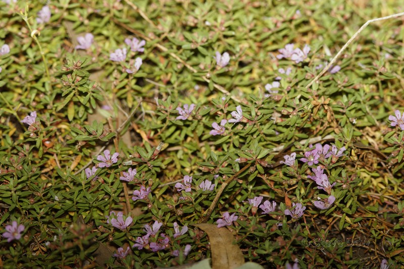 Ammannia fitzgeraldii