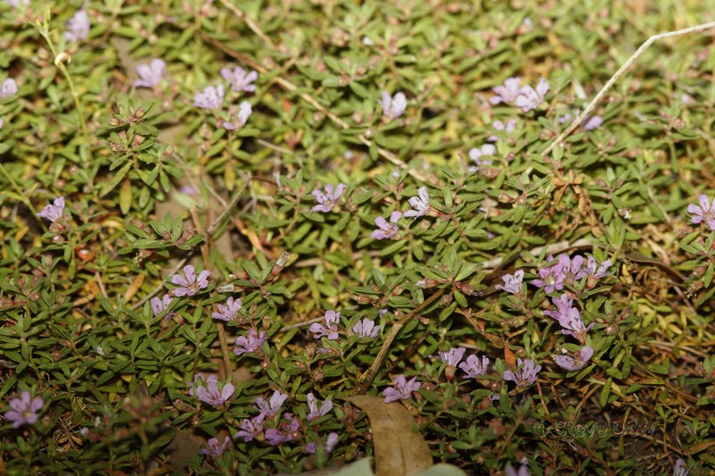 Ammannia fitzgeraldii photo 2