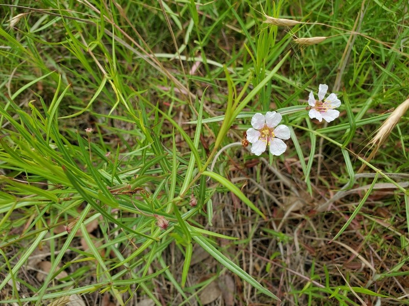 Stalkflower