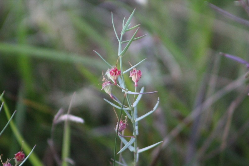 Stalkflower photo 2