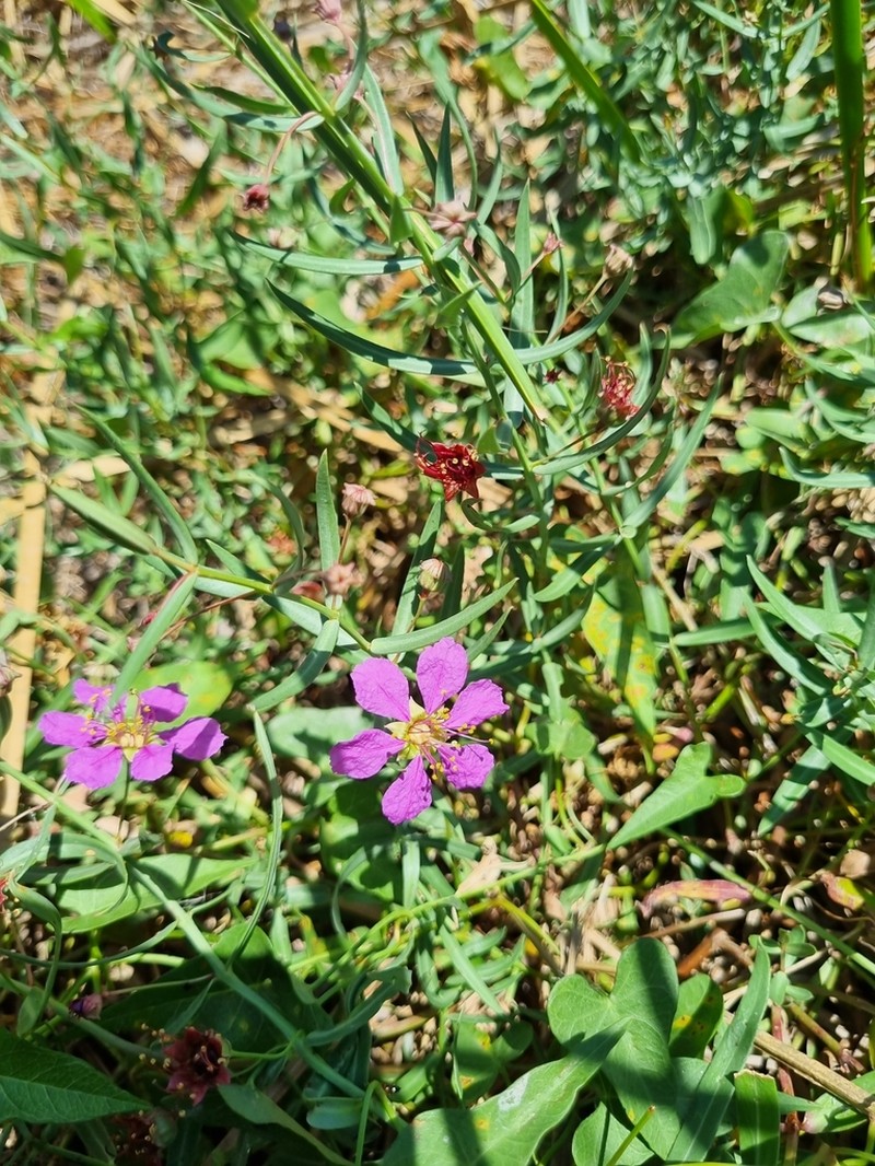 Stalkflower photo 3