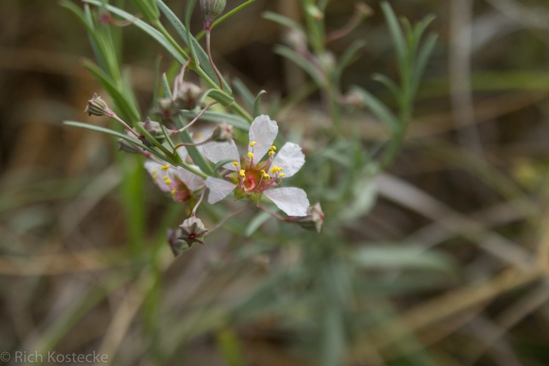 Stalkflower photo 5