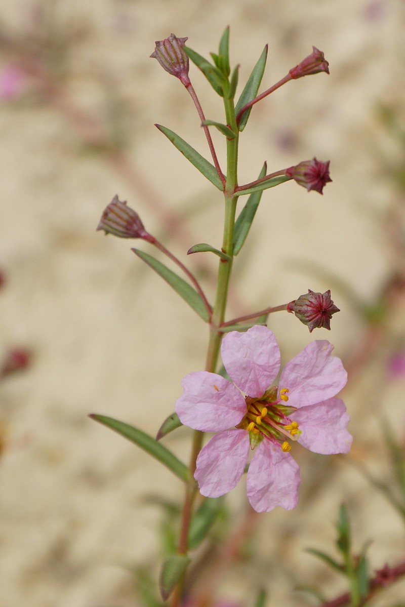 Stalkflower photo 6