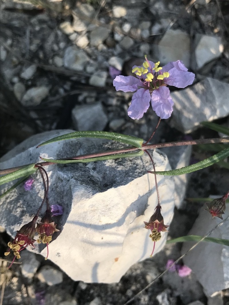 Stalkflower photo 7