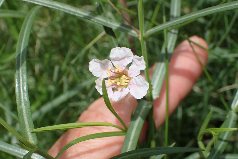 Stalkflower photo 8