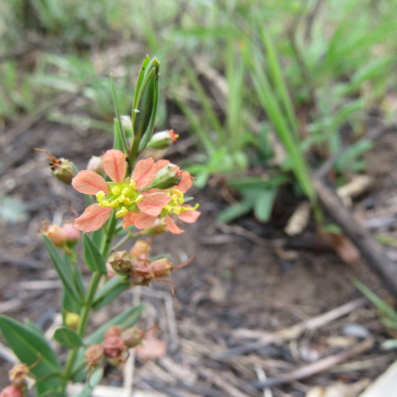 Ammannia heptamera photo 2
