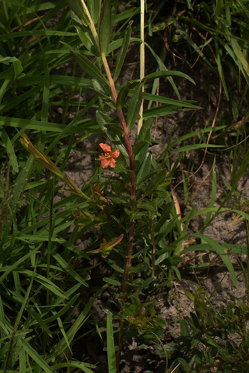 Ammannia heptamera photo 4