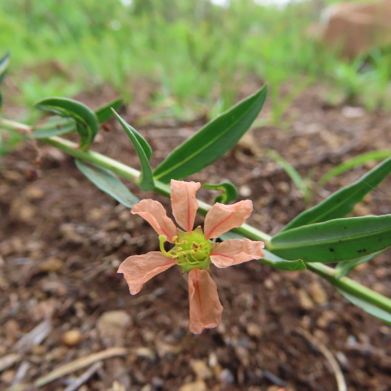 Ammannia heptamera photo 5