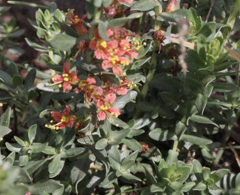 Ammannia heptamera photo 6