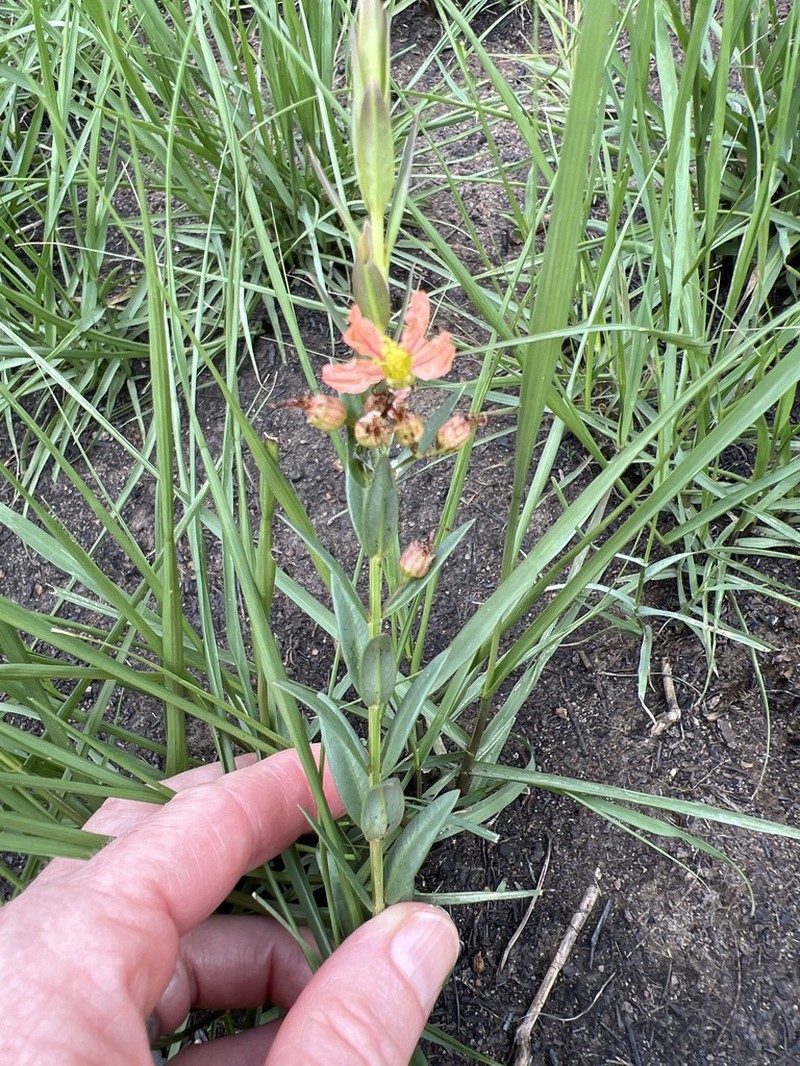 Ammannia heptamera photo 7