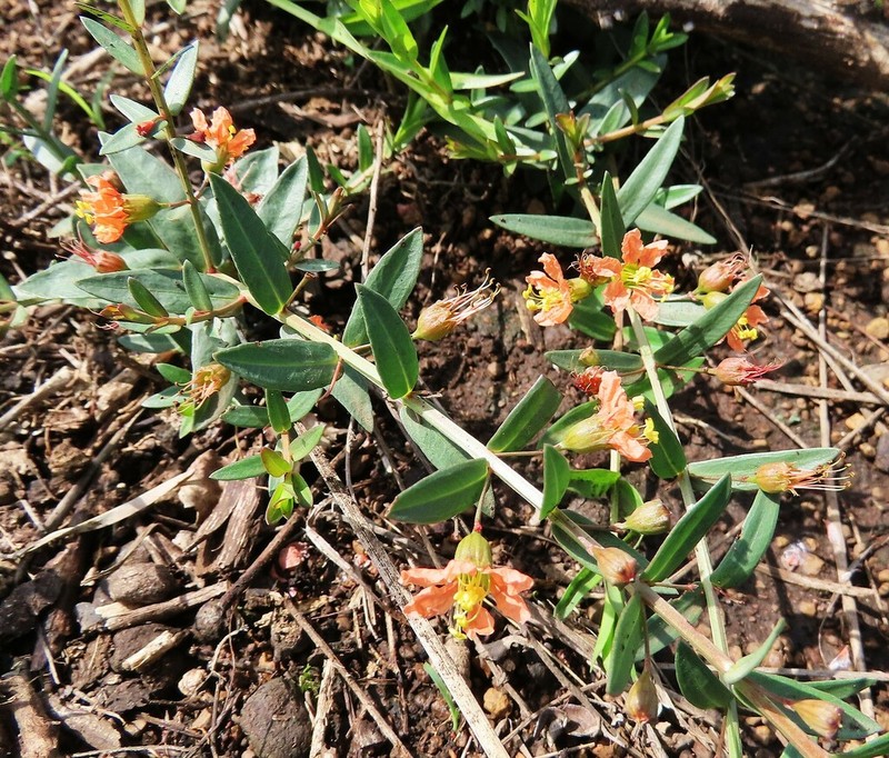 Ammannia heptamera photo 8
