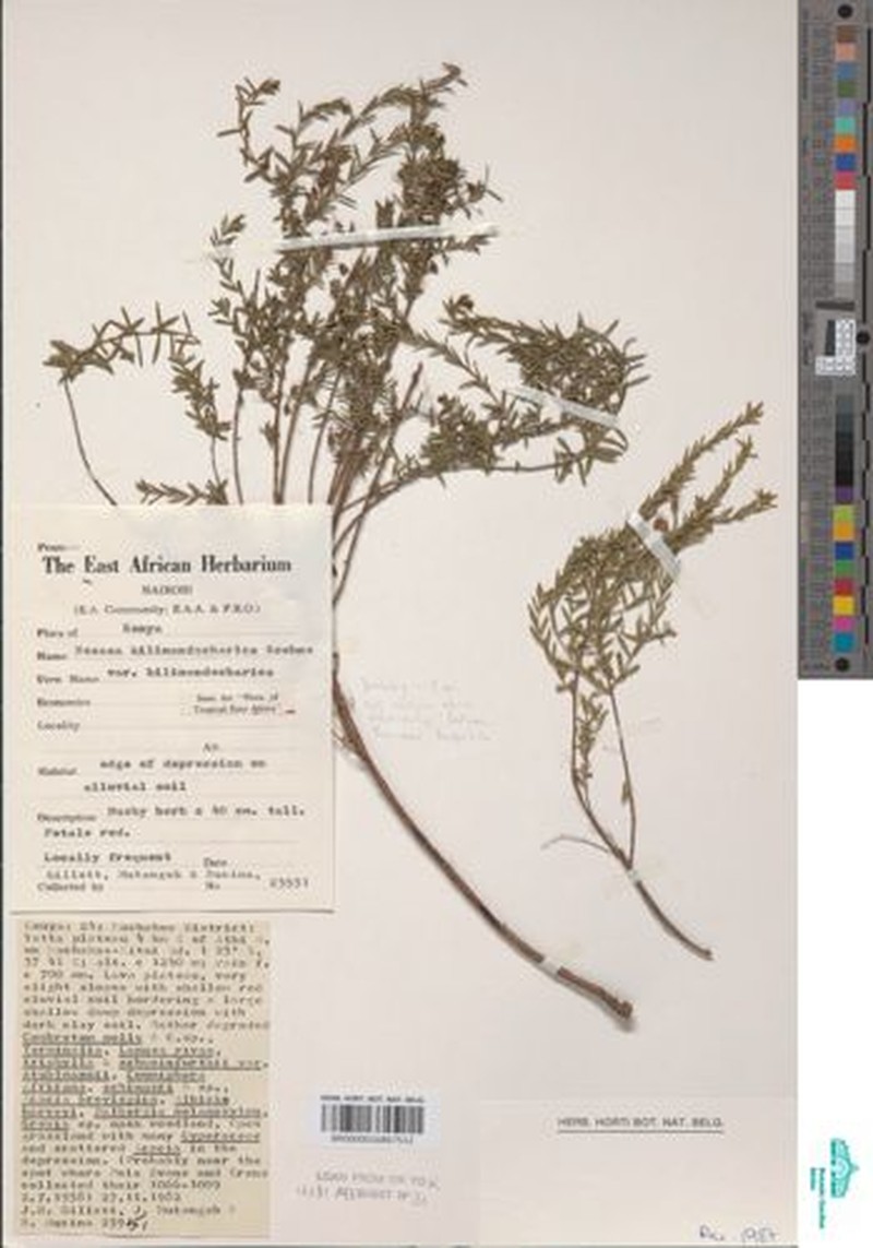 Ammannia kilimandscharica