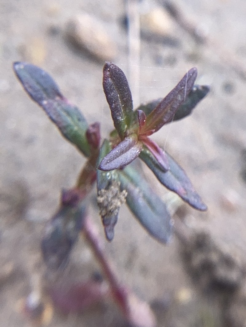 Pink Redstem photo 4